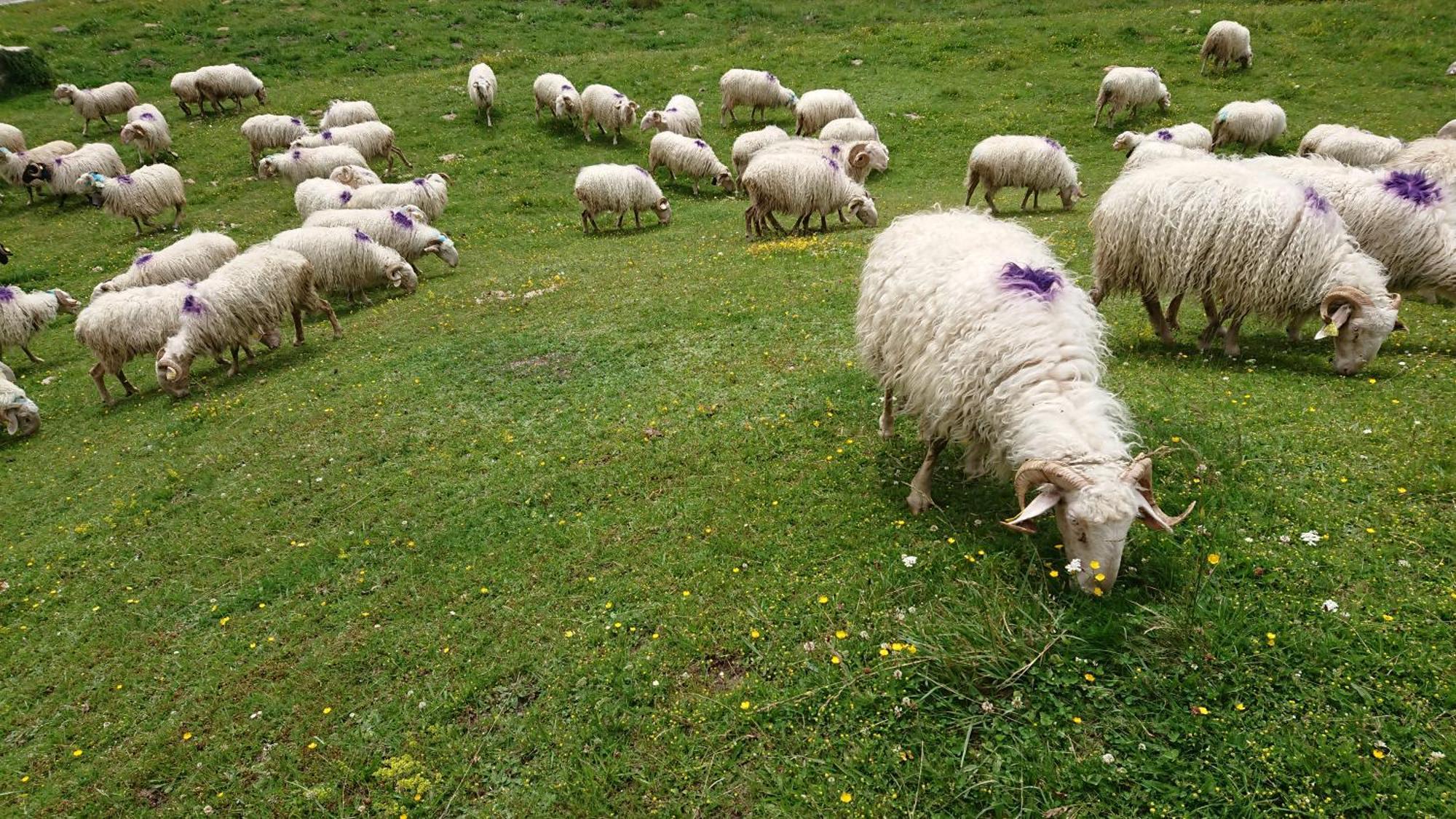 Superbe Logement 12 Pers Famille Ou Groupe. Laruns Bagian luar foto